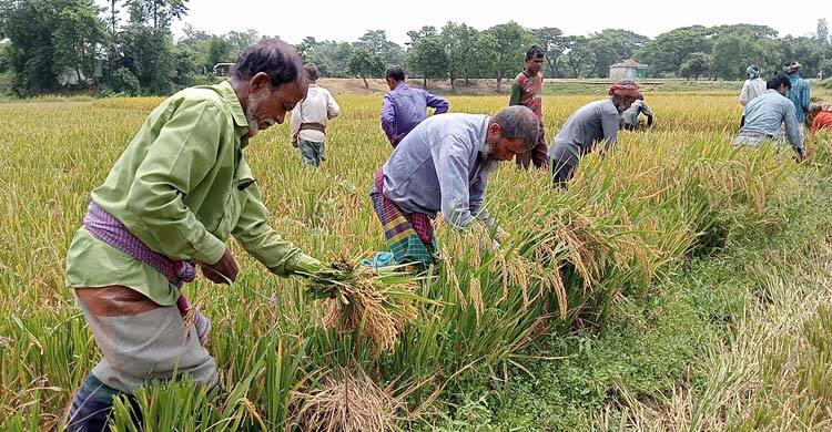 বন্যা আতঙ্কে দ্রুত ধান কাটছেন হাওরের কৃষকরা