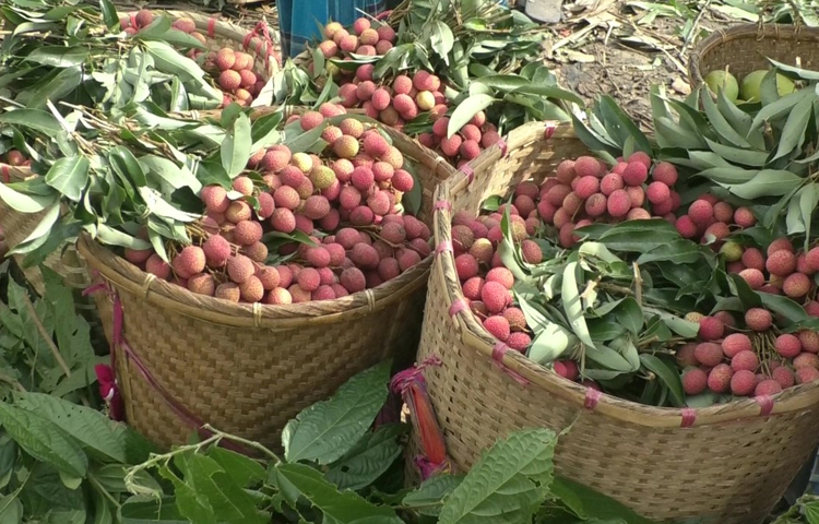 রসালো পাহাড়ি লিচু