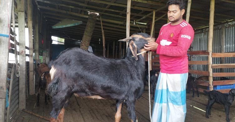 শখের বশে ছাগল পালন করেন লাখপতি তানভীর