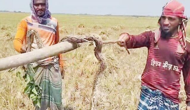 ছড়িয়ে পড়ছে রাসেলস ভাইপার, অ্যান্টিভেনম নিয়ে শঙ্কা