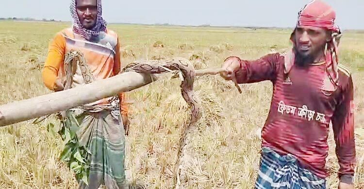 ছড়িয়ে পড়ছে রাসেলস ভাইপার, অ্যান্টিভেনম নিয়ে শঙ্কা