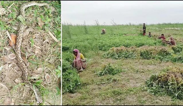 পদ্মার চরে রাসেলস ভাইপার আতঙ্ক, ফসল তুলতে মিলছে না শ্রমিক