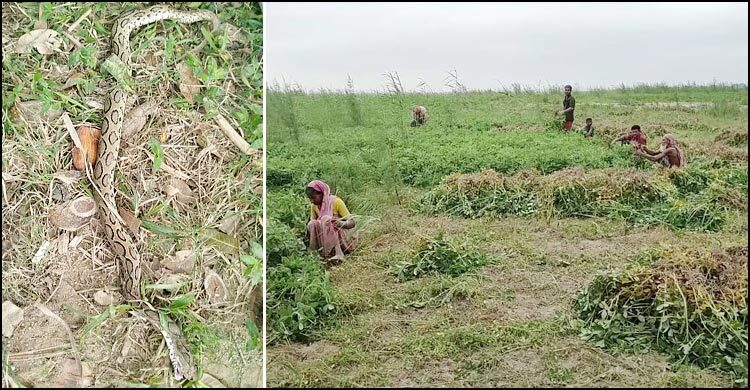 পদ্মার চরে রাসেলস ভাইপার আতঙ্ক, ফসল তুলতে মিলছে না শ্রমিক