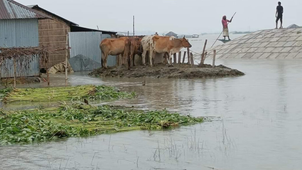 সিরাজগঞ্জে প্লাবিত ৬ হাজার হেক্টর কৃষি জমি