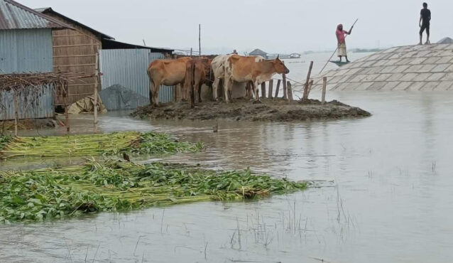 সিরাজগঞ্জে প্লাবিত ৬ হাজার হেক্টর কৃষি জমি