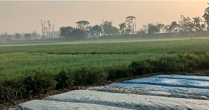 বেড়েছে তাপমাত্রা, কমেছে শীতের প্রকোপ