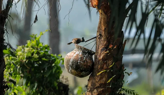 মিষ্টি খেজুরের রসের স্বাদ নিতে এসেছে বুলবুলি