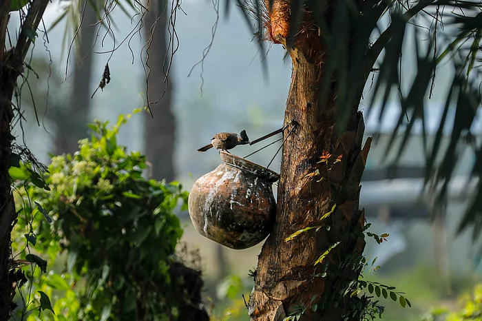 মিষ্টি খেজুরের রসের স্বাদ নিতে এসেছে বুলবুলি