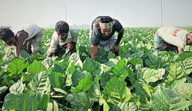 তামাকে কর বাড়িয়ে কেন ৭৫ শতাংশ করা হবে না