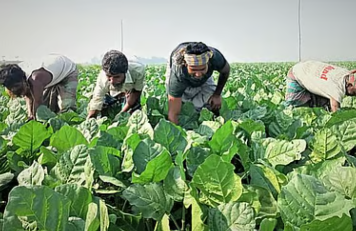 তামাকে কর বাড়িয়ে কেন ৭৫ শতাংশ করা হবে না