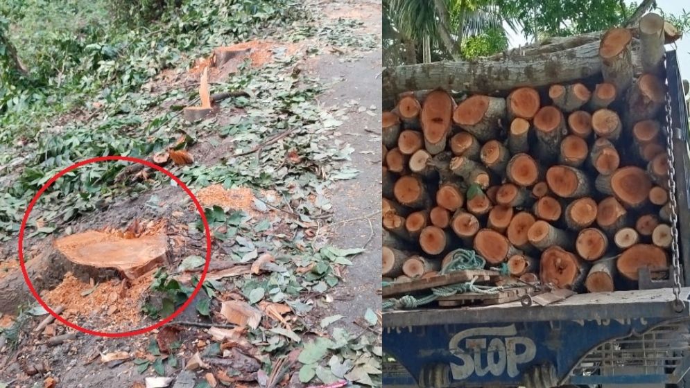 সরকারি গাছ কাটার অভিযোগে ইউপি চেয়ারম্যান ও প্রশিকা ব্যবস্থাপকের নামে মামলা
