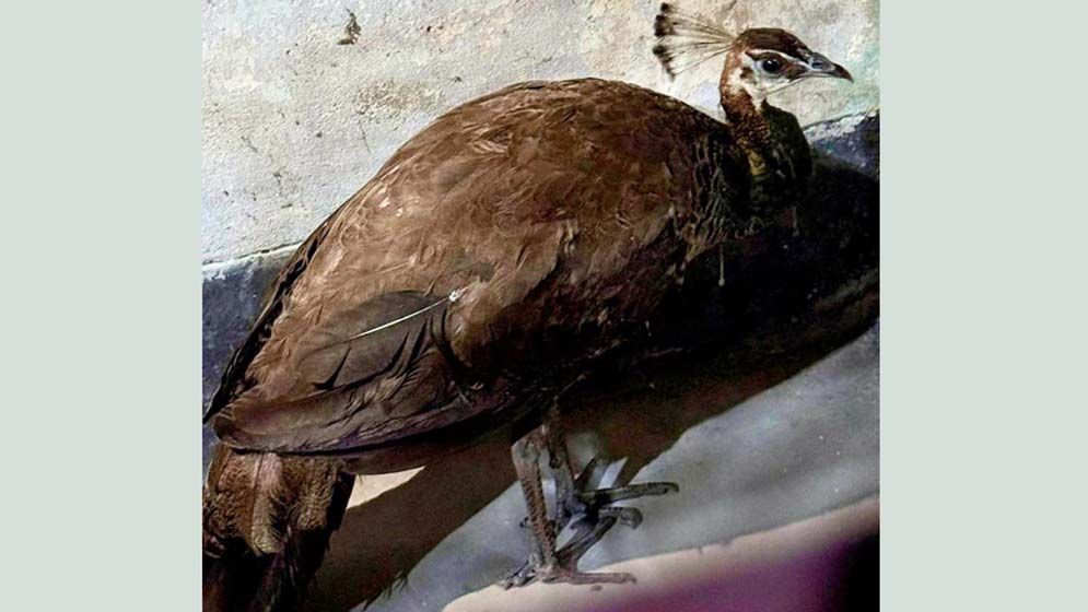 ঠাকুরগাঁওয়ে দেখা মিলল বিরল বুনো ময়ূরের