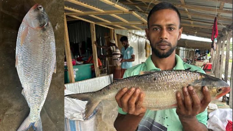 ২ কেজির ইলিশ বিক্রি হলো ৭ হাজার ৭০০ টাকায়