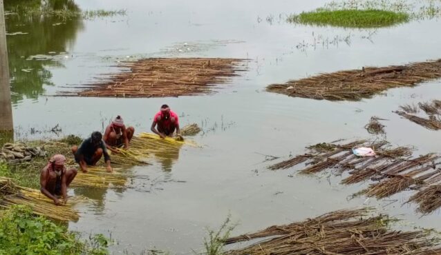শেরপুরে পাটের বাম্পার ফলন, ব্যস্ত কৃষকরা
