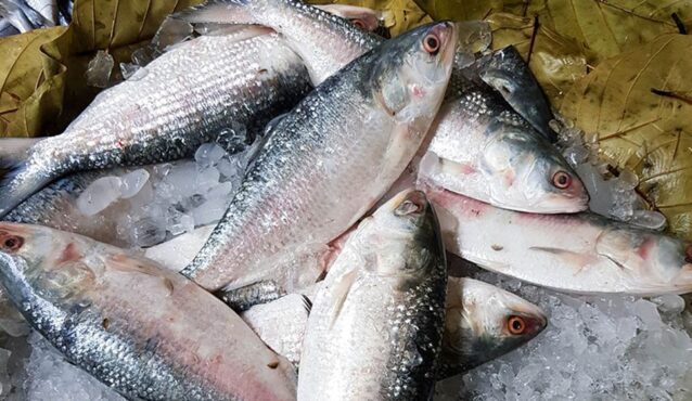 ভারতে ইলিশ রপ্তানি