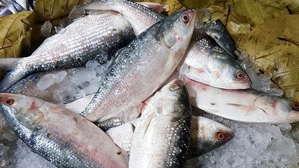 ভারতে ইলিশ রপ্তানি