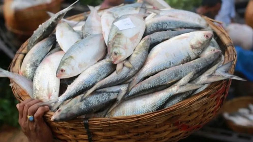 ভরা মৌসুমেও ইলিশের জন্য হাহাকার