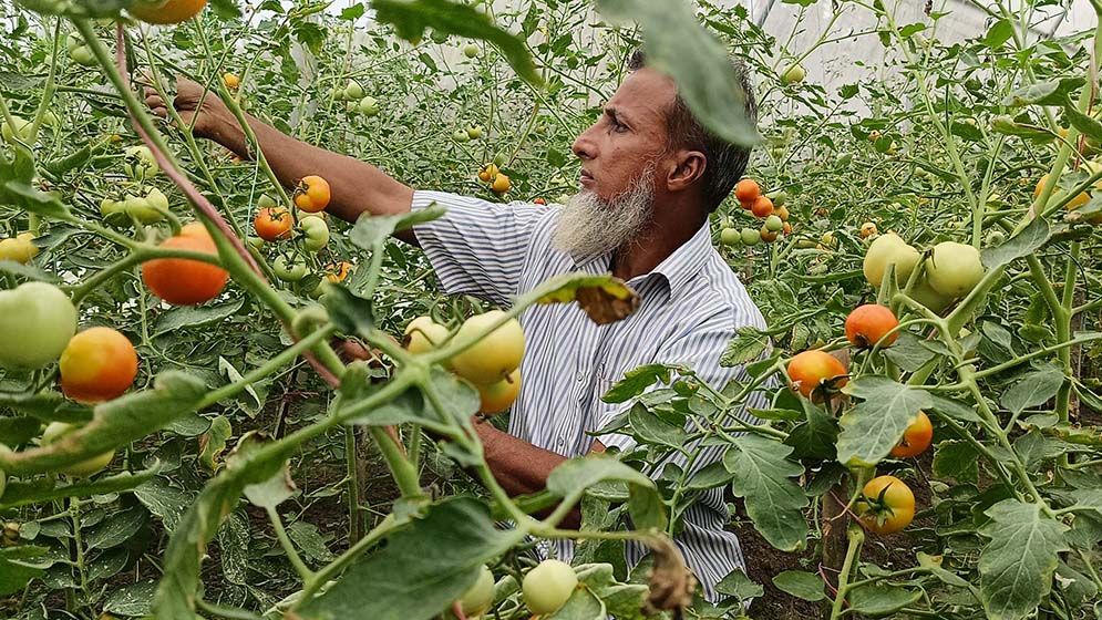 বাঁশঝাড় আর রাস্তার ধারে পরিত্যক্ত বেগুন গাছে পাকা টমেটো