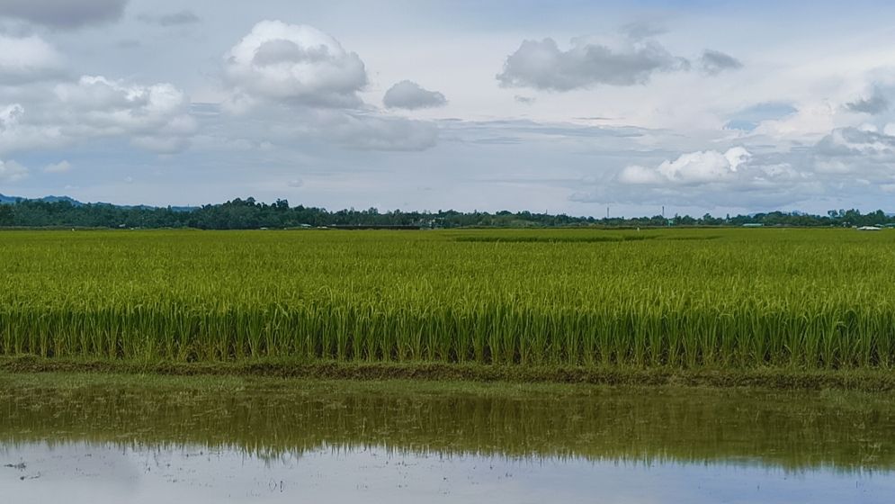 লবণ মাঠে আমনের বাম্পার ফলন, কৃষি খাতে নতুন মাত্রা