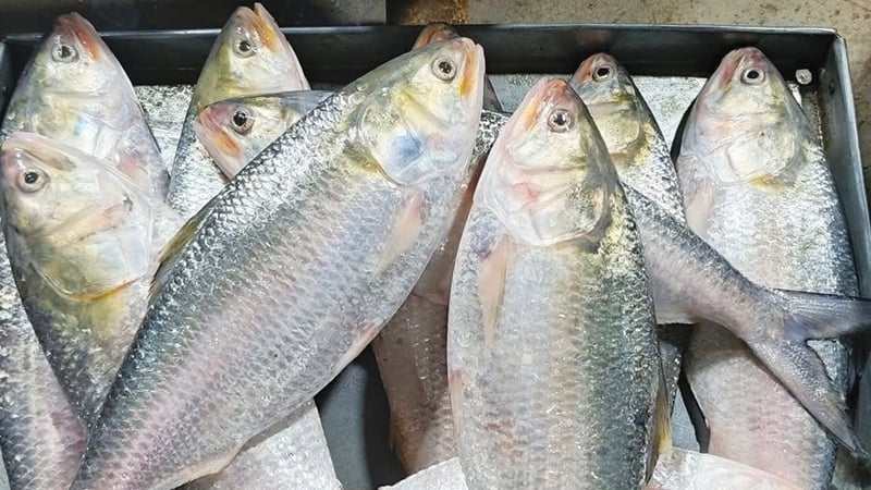 এ বছর ভরা মৌসুমে ইলিশ আহরণ কমেছে ২৩ শতাংশ