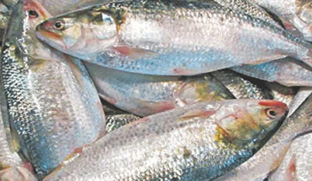ইলিশ চাষে সরকারের অনুমোদন নেই