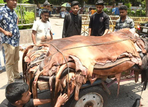 চামড়ার বাজারে মন্দাভাব, সংগ্রহের লক্ষ্যমাত্রা কমিয়েছেন ব্যবসায়ীরা