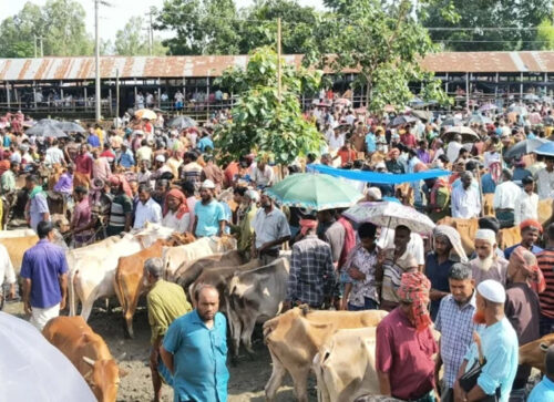 ভারতীয় গরু নেই, কুড়িগ্রামের হাটগুলোতে বিক্রি হচ্ছে দেশি পশু