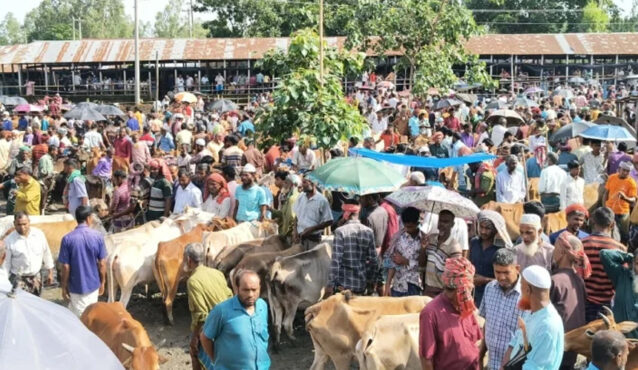 ভারতীয় গরু নেই, কুড়িগ্রামের হাটগুলোতে বিক্রি হচ্ছে দেশি পশু