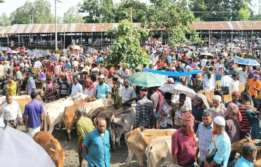 ভারতীয় গরু নেই, কুড়িগ্রামের হাটগুলোতে বিক্রি হচ্ছে দেশি পশু