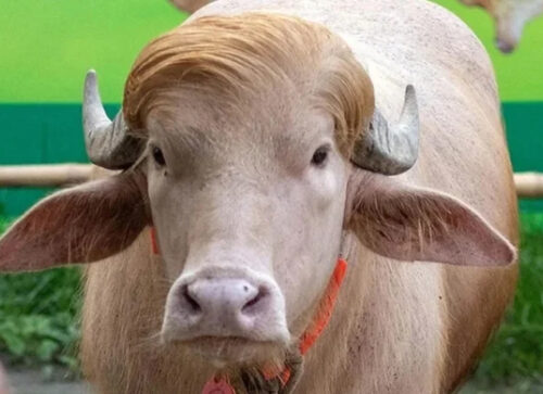‘ডোনাল্ড ট্রাম্প’ নামের বানান ভুল, চিড়িয়াখানার কিউরেটর বরখাস্ত