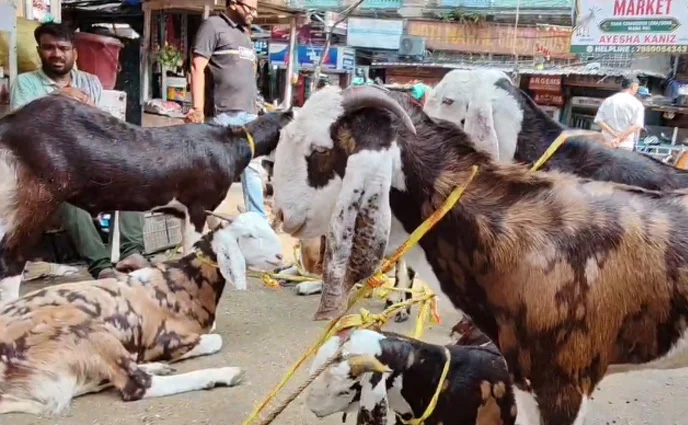 কলকাতায় ছাগল ও দুম্বার ‘আকাশছোঁয়া’ দাম, নেপথ্যে কী