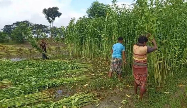 পাইকগাছায় পাট কাটা ও জাগ দেওয়ায় ব্যস্ত চাষিরা